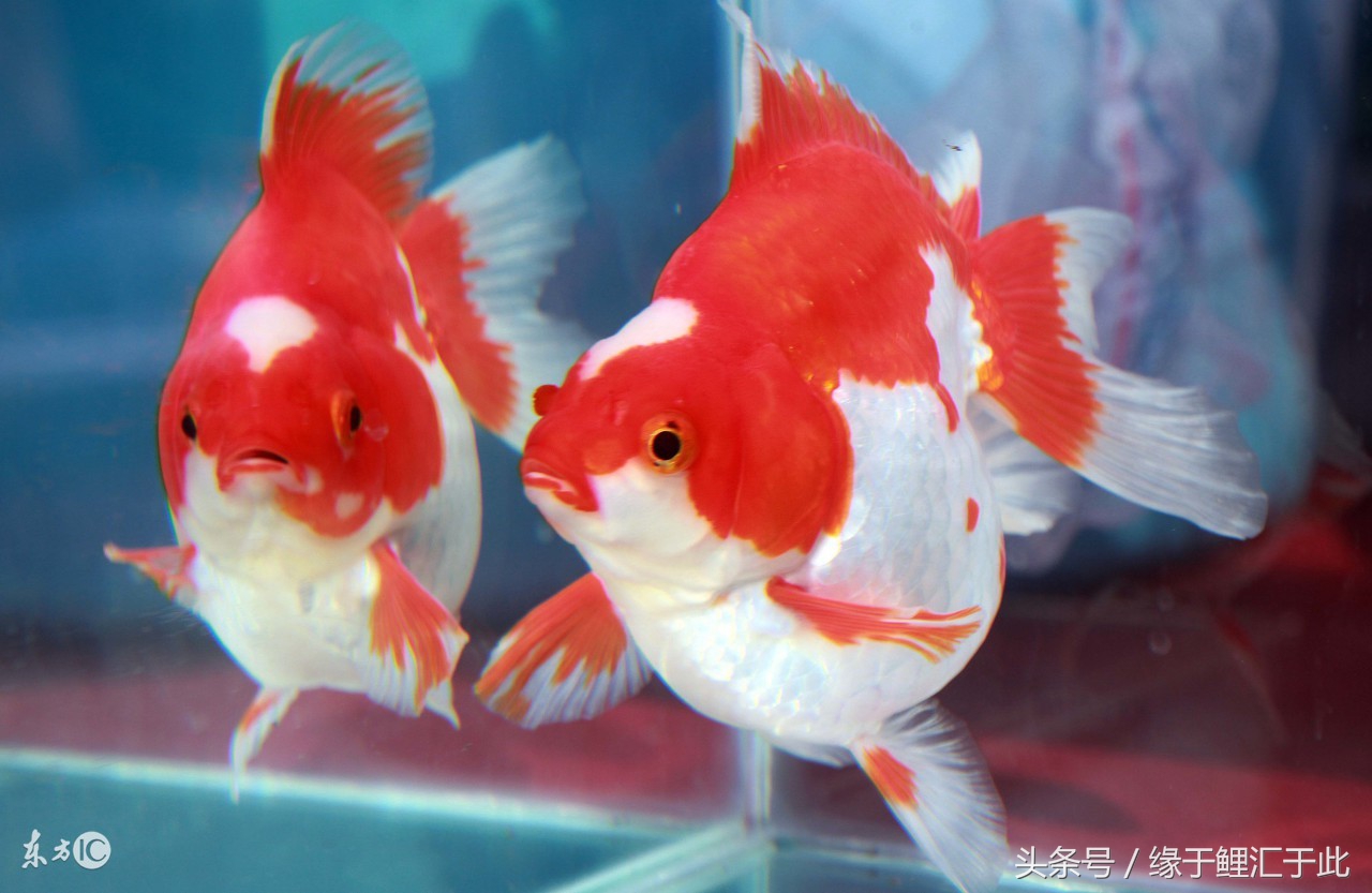 如何用中草药驱虫,如何正确使用驱虫药