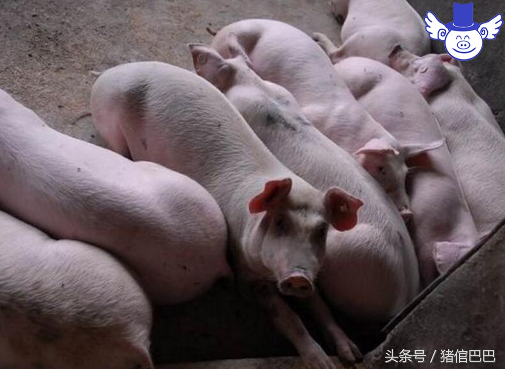 养猪粪水污染怎么办,水质被猪场污染怎么办