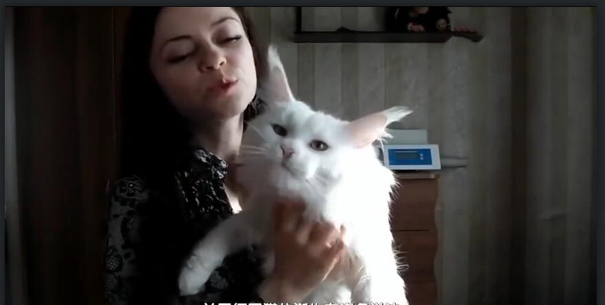 中国最贵的十种宠物猫,最贵的宠物猫有哪些