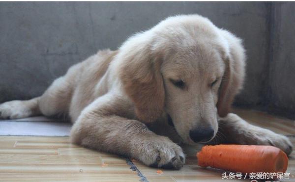 狗狗防偷吃的最佳方法,狗狗喜欢偷鞋子怎么办