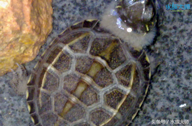 养的龟长毛了,我的龟