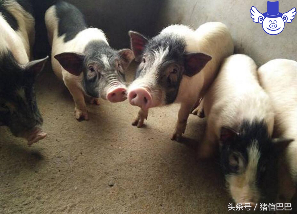 养猪粪水污染怎么办,水质被猪场污染怎么办