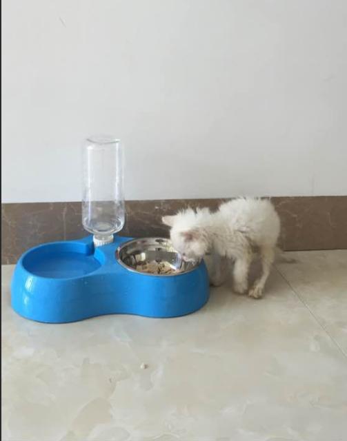 捡到200多只小猫,取快递碰到的小猫