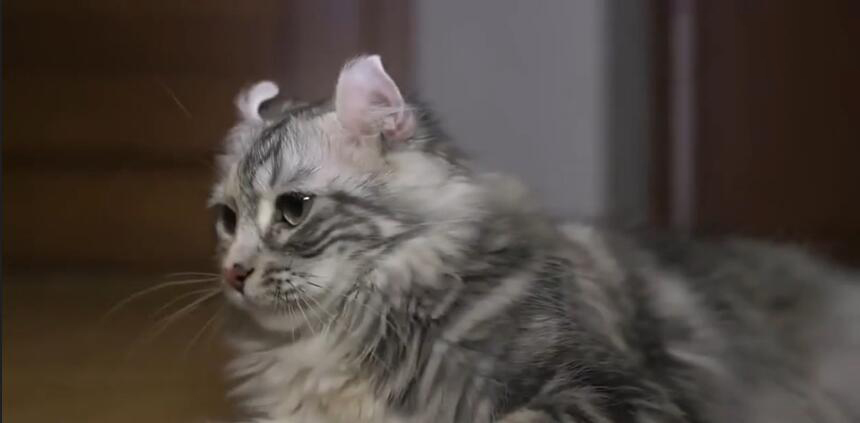 中国最贵的十种宠物猫,最贵的宠物猫有哪些