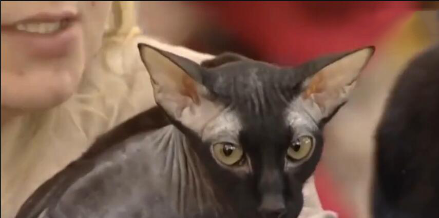 中国最贵的十种宠物猫,最贵的宠物猫有哪些