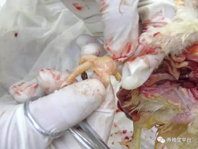 鸡腿部疾病产生的原因及预防措施,鸡腿部青紫是什么病