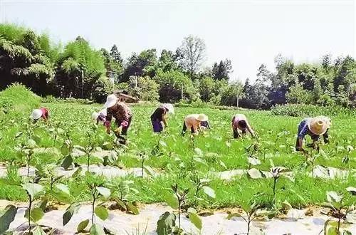 你知道河南人家门口多了个赚钱门路吗？