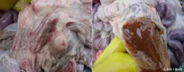 猪场猪拉稀是什么菌引起,中大猪腹泻治疗法