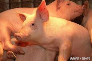 猪场猪拉稀是什么菌引起,中大猪腹泻治疗法