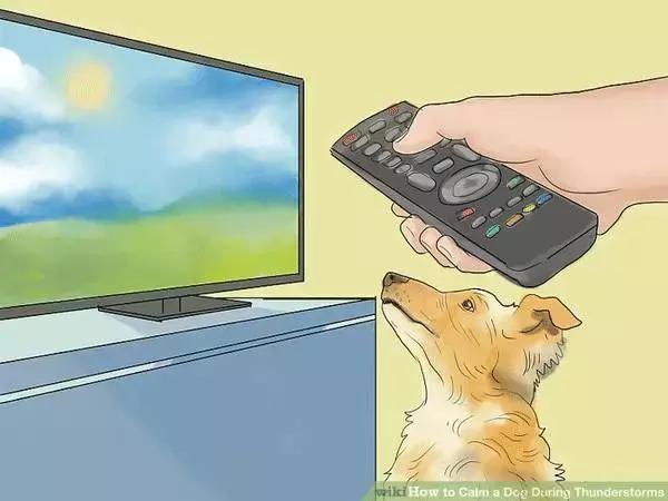 狗狗怕打雷怎么处理,怎样能克服狗狗怕打雷呢