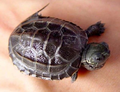 刚出壳的小乌龟怎样养？稚龟饲养关注事项