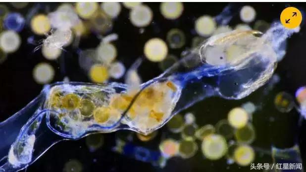 美国自来水污染危害,美国饮用水遭污染事件