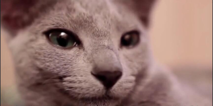 中国最贵的十种宠物猫,最贵的宠物猫有哪些