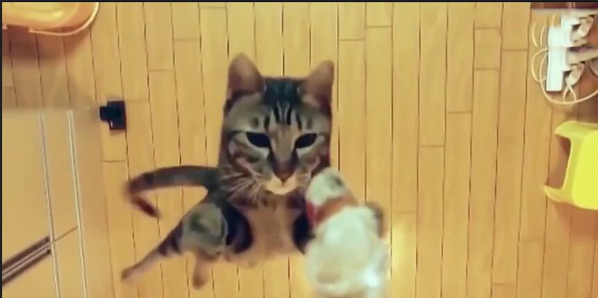 中国最贵的十种宠物猫,最贵的宠物猫有哪些