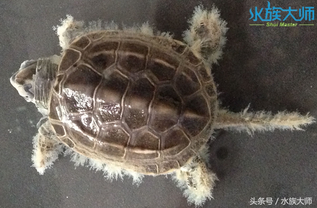 养的龟长毛了,我的龟