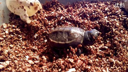 刚出壳的小乌龟怎样养？稚龟饲养关注事项