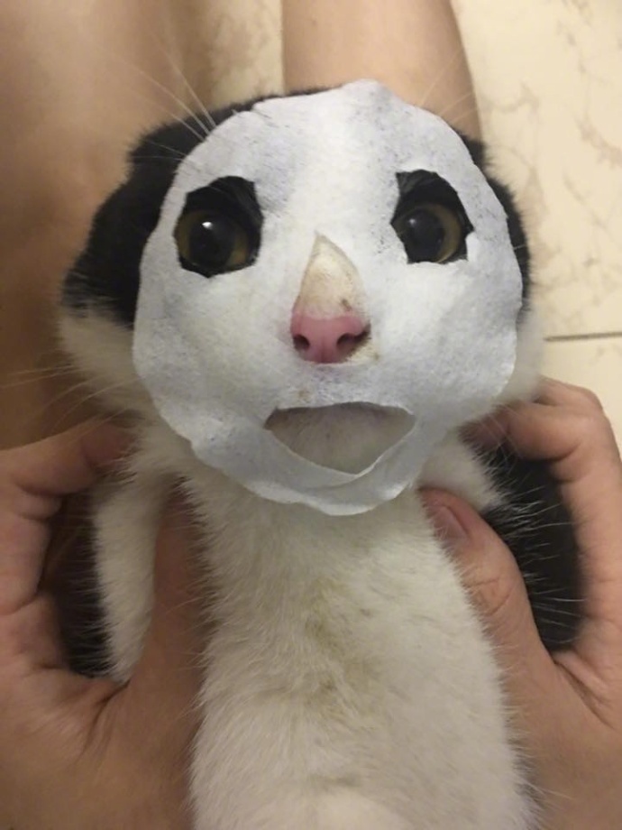 你试过给猫敷面膜吗？我跟你说它会变成一个美人儿