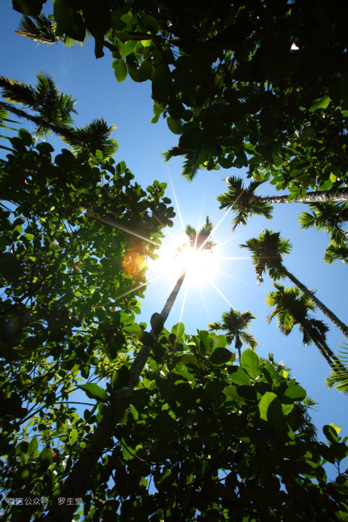 热带雨林里的美食，来这里吃的全是特色！