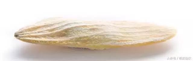 这个教师节，我要送芒果界的“巨无霸”