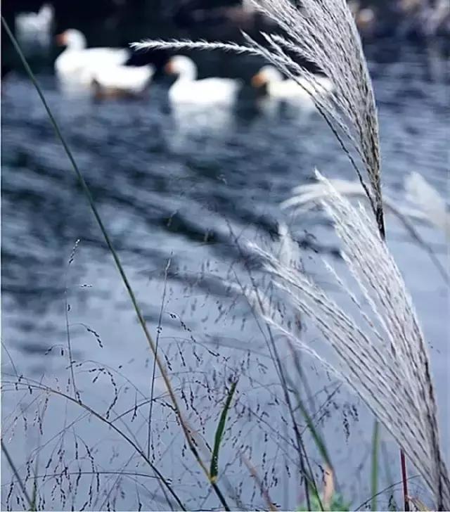 蒹葭苍苍白露为霜天冷莫忘添衣,蒹葭苍苍白露为霜何日归故乡