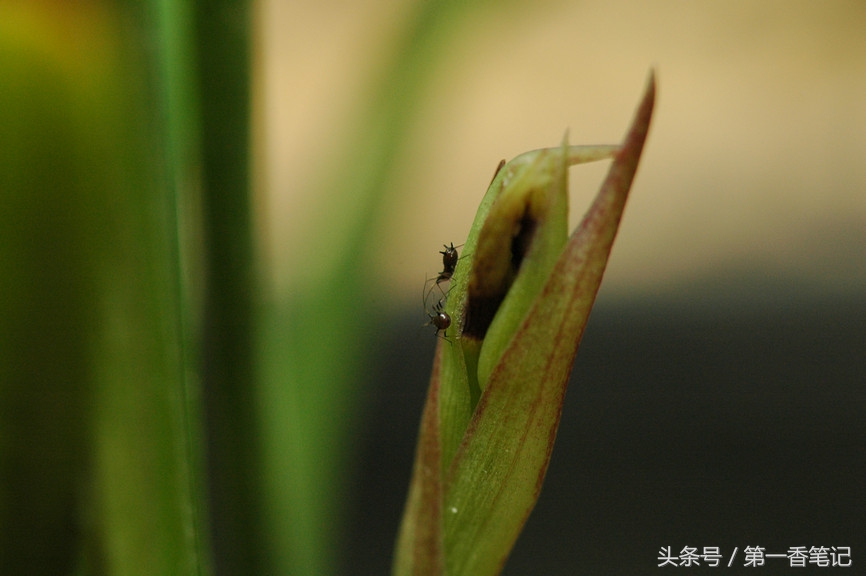 兰叶长介壳虫怎么处理,养兰宜忌