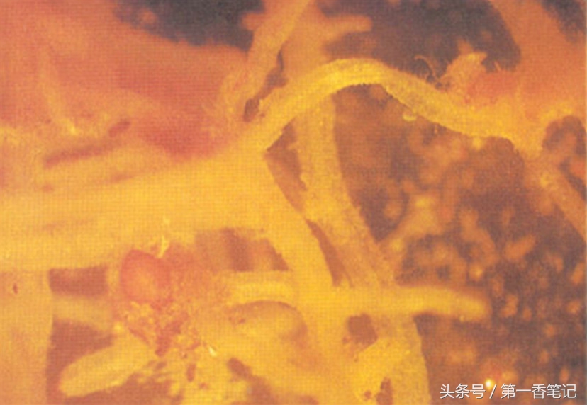 兰叶长介壳虫怎么处理,养兰宜忌