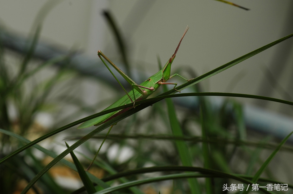 兰叶长介壳虫怎么处理,养兰宜忌