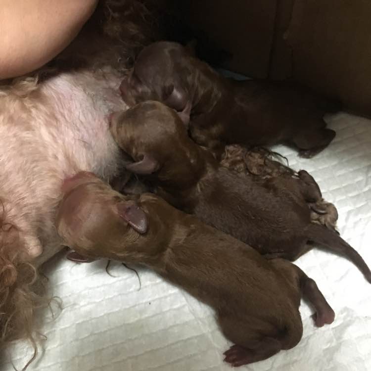 怀孕的泰迪拉软便,怀孕的泰迪又拉又吐