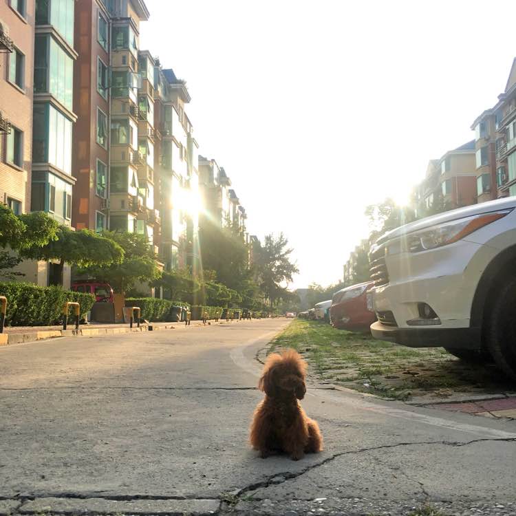 怀孕的泰迪拉软便,怀孕的泰迪又拉又吐