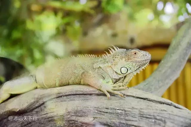 三亚合适小朋友玩的景区,三亚儿童旅游