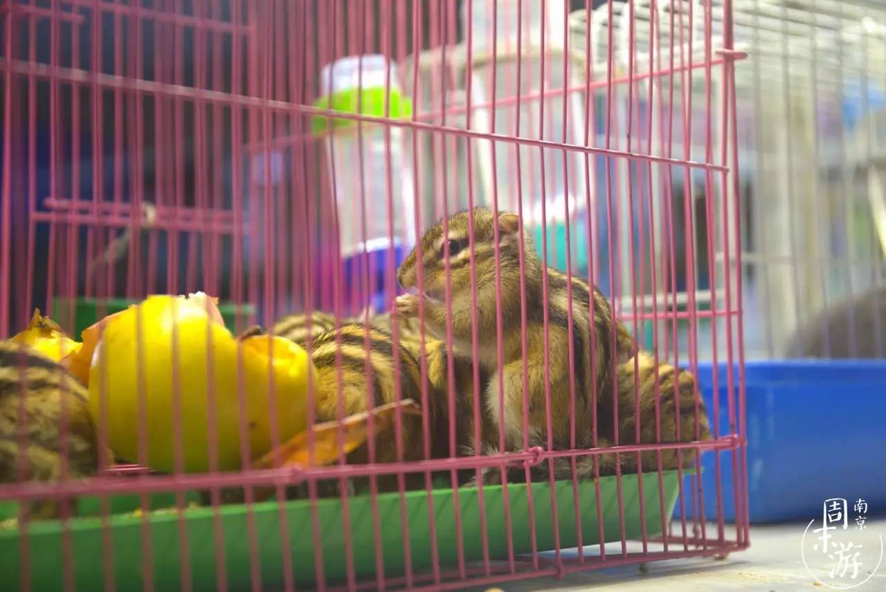 南京花鸟鱼虫市场,逛遍市场