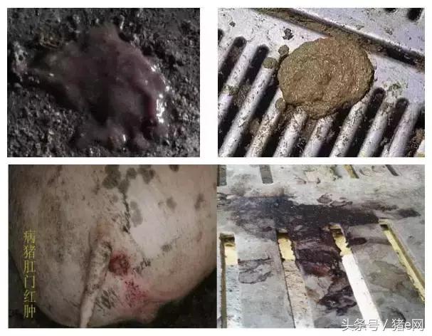 猪场猪拉稀是什么菌引起,中大猪腹泻治疗法