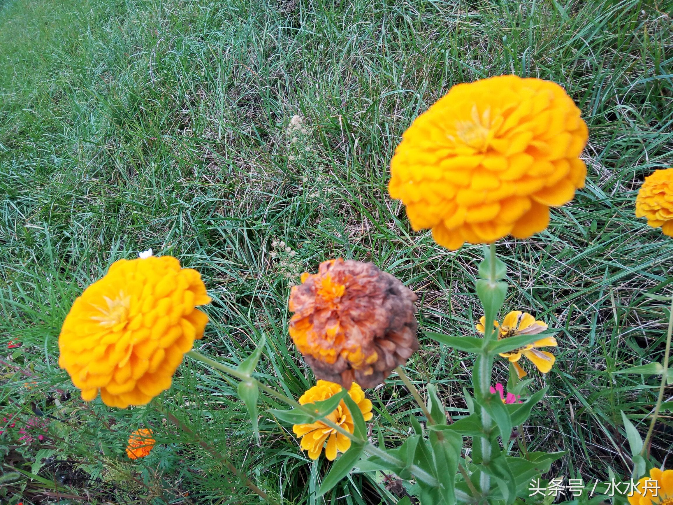 有一个很娘的老公,有娘的老公是什么感觉