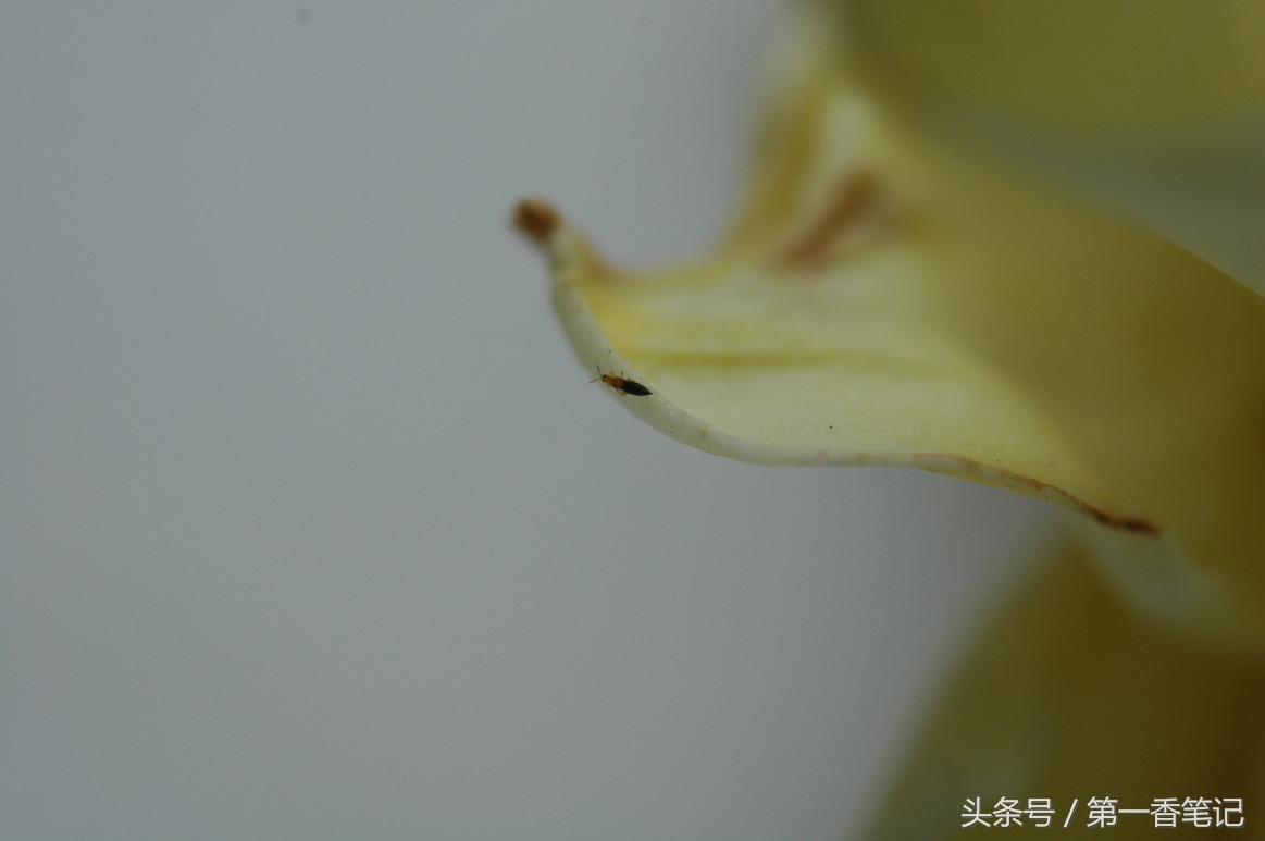 兰叶长介壳虫怎么处理,养兰宜忌