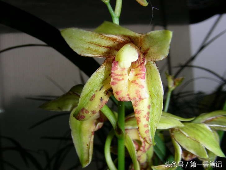兰叶长介壳虫怎么处理,养兰宜忌