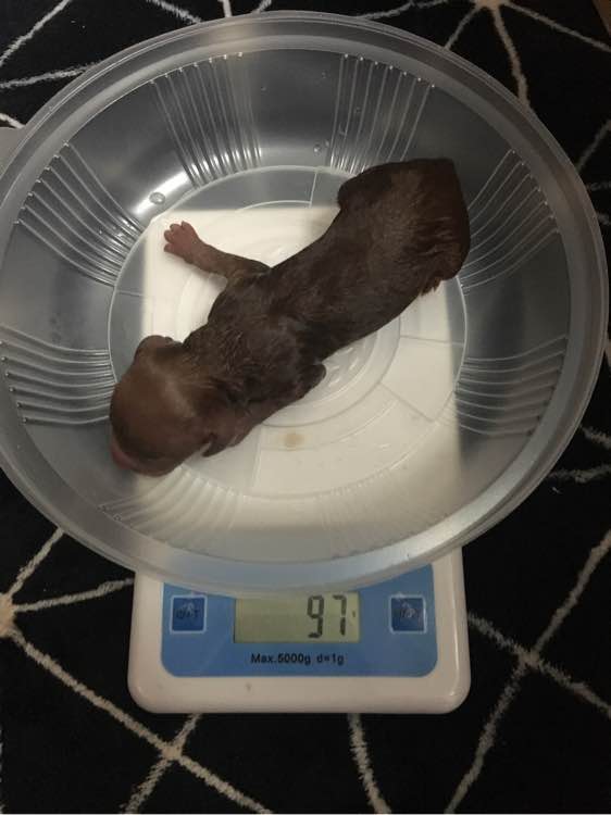 怀孕的泰迪拉软便,怀孕的泰迪又拉又吐