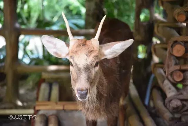 三亚合适小朋友玩的景区,三亚儿童旅游