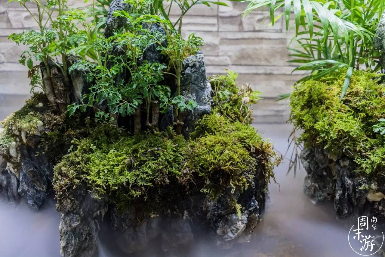 南京花鸟鱼虫市场,逛遍市场