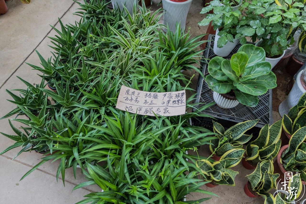 南京花鸟鱼虫市场,逛遍市场