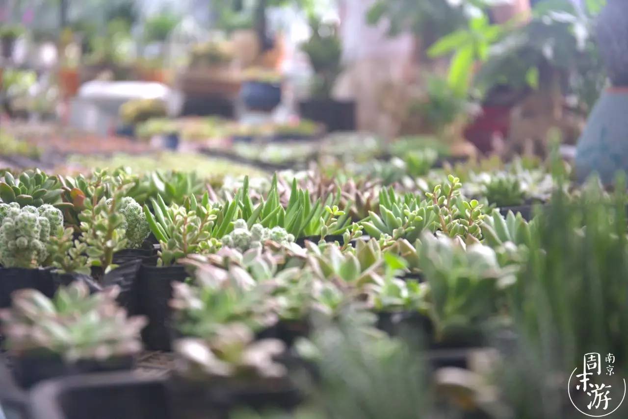南京花鸟鱼虫市场,逛遍市场