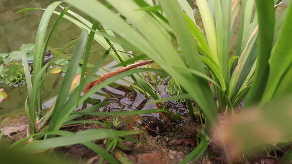 刚出壳的小乌龟怎样养？稚龟饲养关注事项