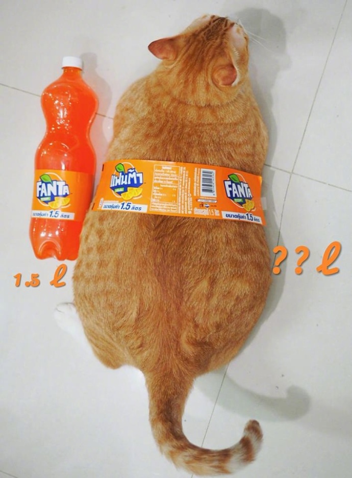 你试过给猫敷面膜吗？我跟你说它会变成一个美人儿