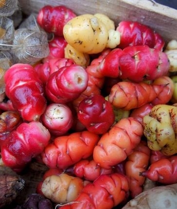 新西兰奇异果是几月的水果,新西兰奇异果大全