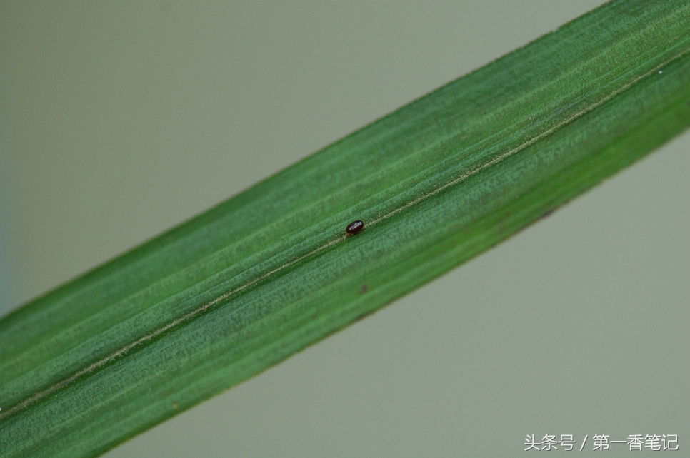 兰叶长介壳虫怎么处理,养兰宜忌