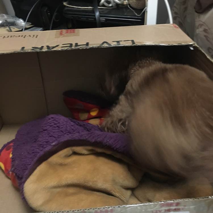 怀孕的泰迪拉软便,怀孕的泰迪又拉又吐