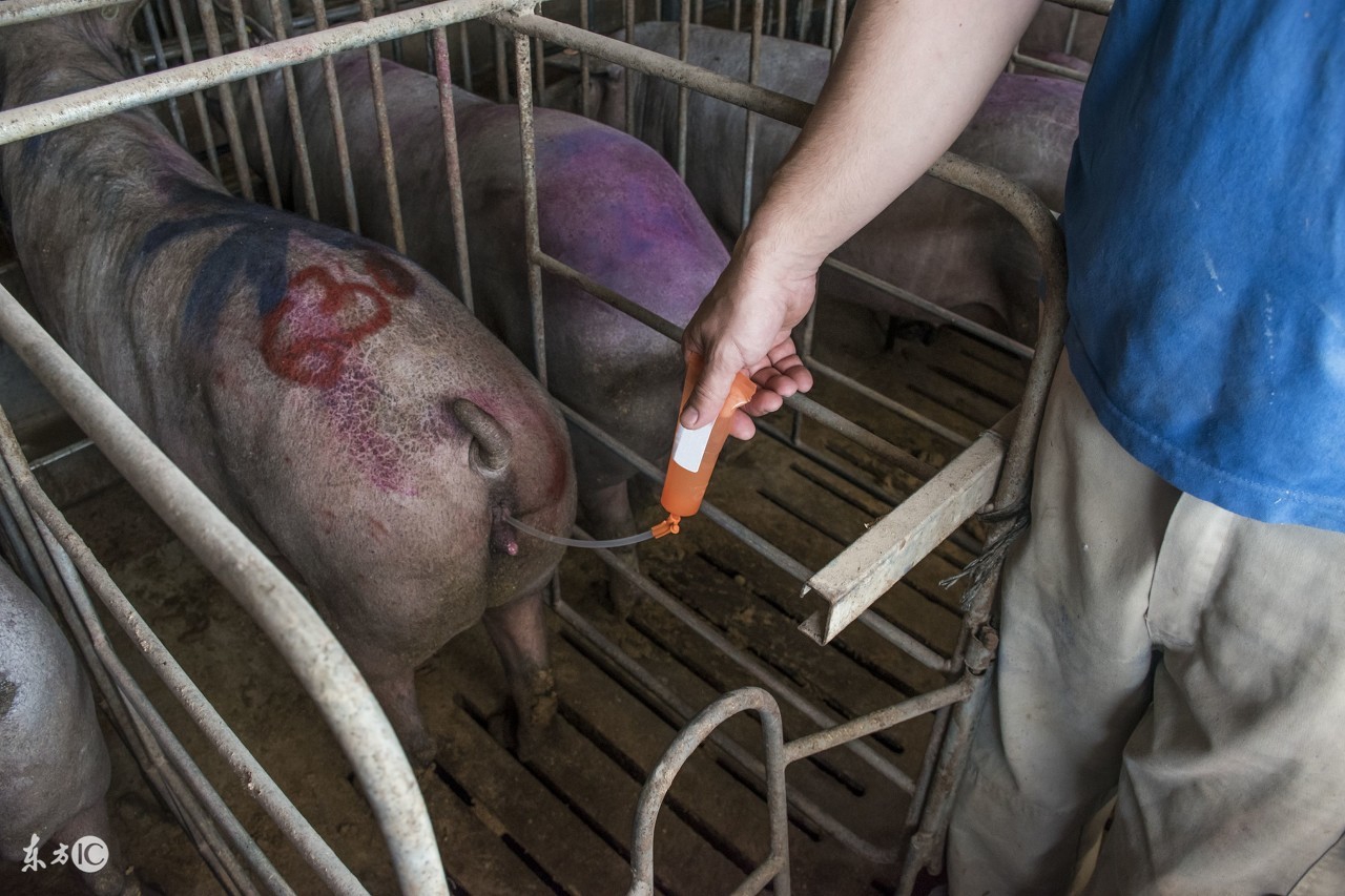 母猪人工授精死胎率是不是很高,母猪人工授精产仔少