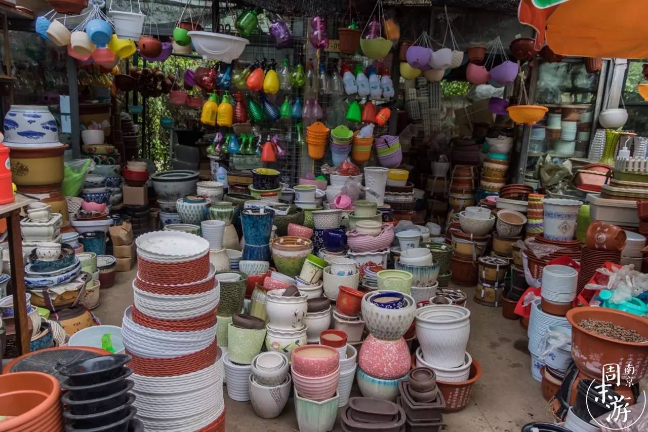 南京花鸟鱼虫市场,逛遍市场