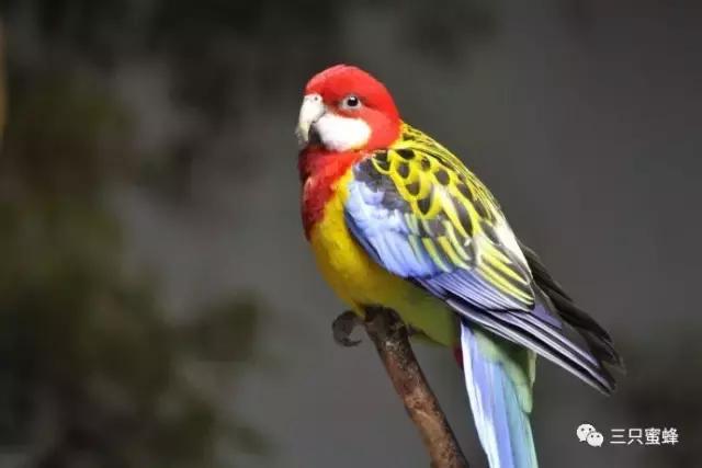 动物园鸟类科普讲解,动物园动物的常见病