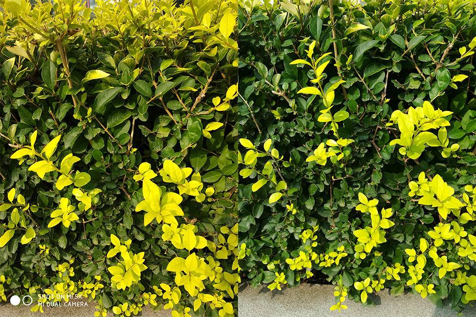 小米5X双摄究竟如何,小米5x摄影有多惊艳