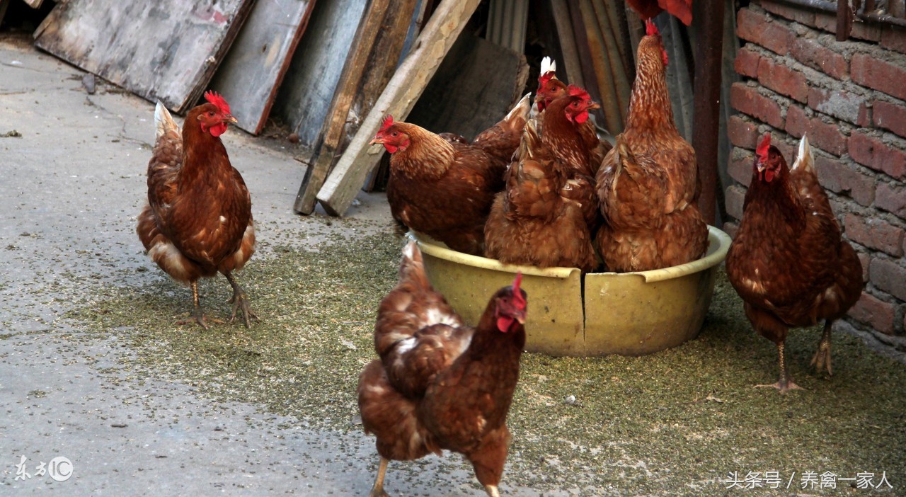 养鸡预防鼻炎,养鸡鼻炎怎么治疗